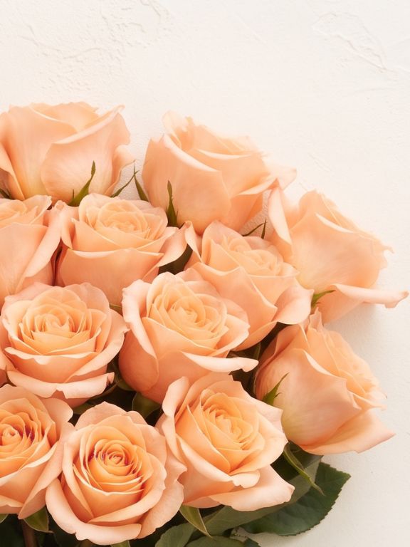  PEACH ROSES